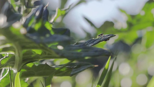 Insects and fly on Texas thistle leaves, extreme close up shot 4k