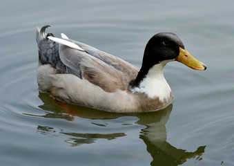 Gaggle of Geese