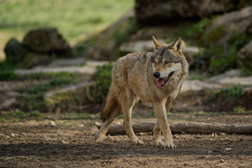 Loup gris d'Europe