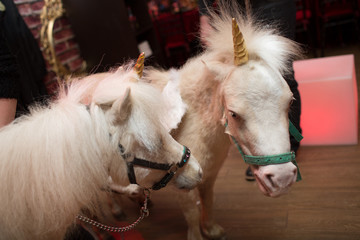 Two White ponies as unicorns