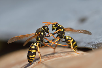 two wasp fighting together wildlife macro photography