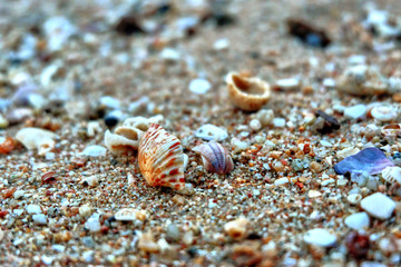 crab on the beach