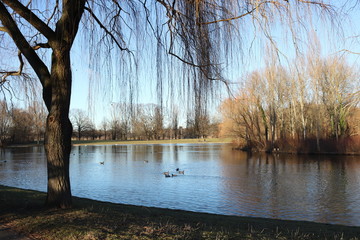 Lago en el parqué 