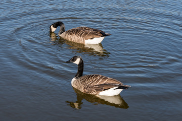 Ein Paar von Nonnengänsen Schwimmend im Wasser des Kleinen Kiel in der Landeshauptstadt von Schleswig-Holstein