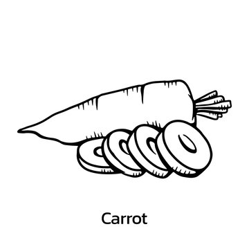 Carrot Vector illustration. chinese cabbage line drawing