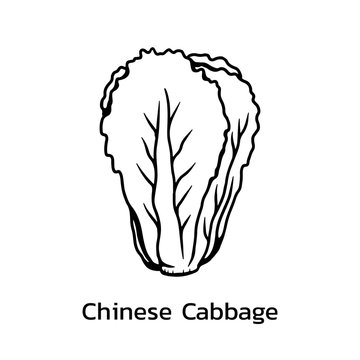 cabbage drawing