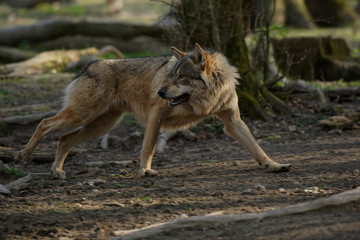 Loup gris d'Europe