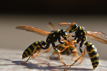 2 waps are fighting for their territory in spring macro photography