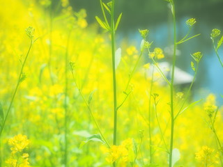 黄色い菜の花