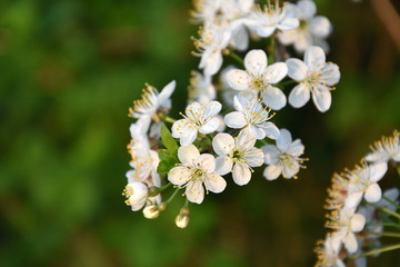 Blossom of cherry tree.
