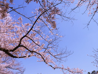 満開の桜の花