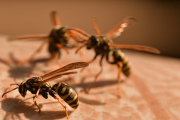 two wasp fighting together wildlife macro photography