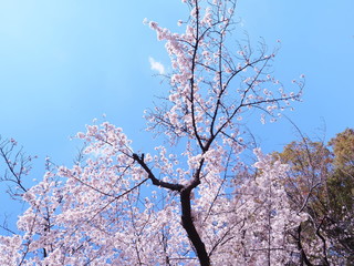 満開の桜の花