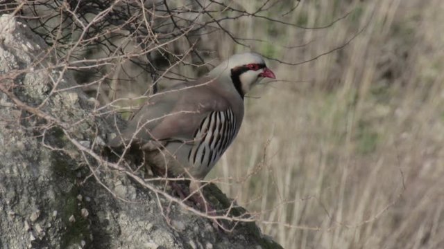 Chukar partridge stand on a Rock