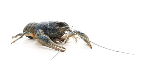 Blue river cancer.