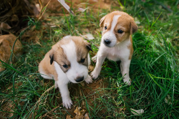Naklejka na ściany i meble Two homeless little puppies with sad eyes on green grass.