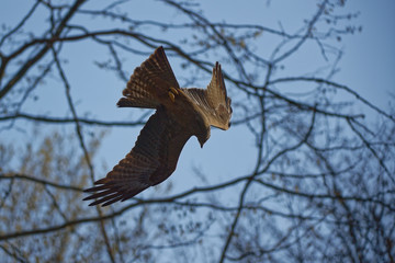 Milan noir en piqué