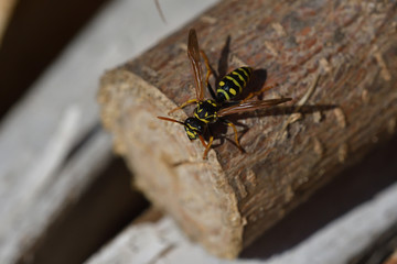 2 waps are fighting for their territory in spring macro photography