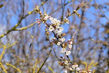 New spring blossom
