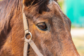 Beautiful arabian breed horse on a background of trees closeup