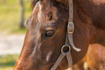 Beautiful arabian breed horse on a background of trees closeup