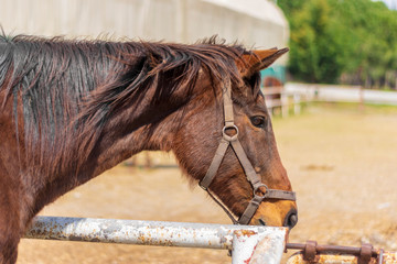 Beautiful arabian breed horse on a background of trees closeup