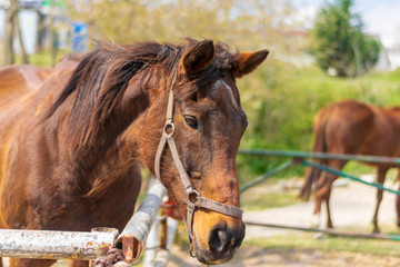 Beautiful arabian breed horse on a background of trees closeup