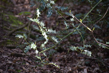 Holly new growth in spring