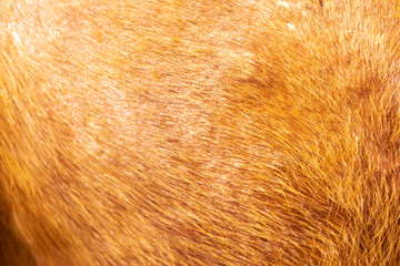 Brown horse canvas fur background