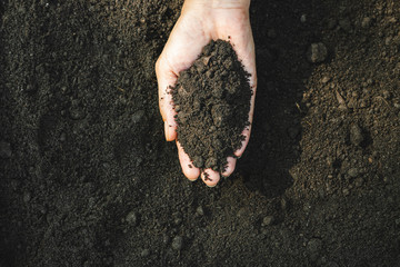 Closeup hand of person holding abundance soil for agriculture or planting peach.