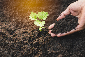 Closeup hand of person holding abundance soil for agriculture or planting peach.