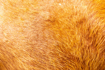 Brown horse canvas fur background