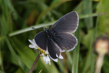 Cupido minimus Zwerg-Bläuling DE, NRW, Blankenheim 28.05.2013