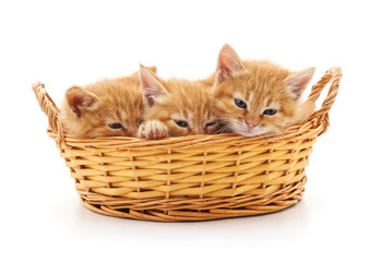 Fototapeta na wymiar Kittens in a basket.