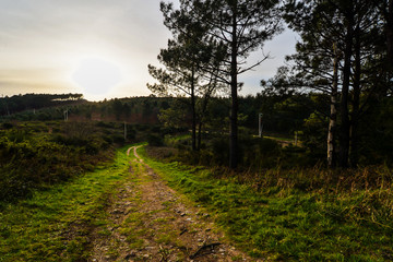 Fototapeta na wymiar Forest paths on Mount Facho