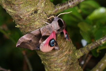 Smerinthus ocellata Abendpfauenauge DE, NRW, Leverkusen 02.05.2013