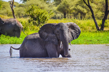 Elephants in a pond