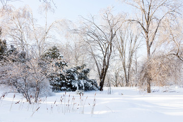 Obraz premium Beautiful sunny winter landscape of snow and ice covered trees and ornamental grass, Roger-Van den Hende Botanical Garden, Quebec City, Quebec, Canada