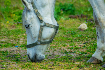 Naklejka na ściany i meble Closeup Side view of white horse eating grass and hay in meadow and green field in summertime alone