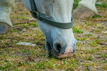 Closeup Side view of white horse eating grass and hay in meadow and green field in summertime alone