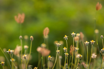 Obraz premium colorful little grass flower on sideway