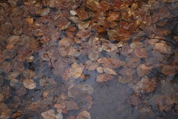 liście, kałuża, jesień, odbicie, tekstura, tapeta, faktura, nostalgia