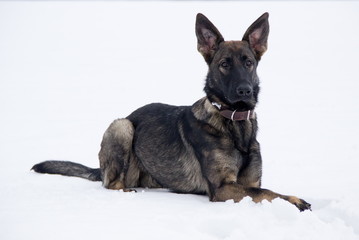 German shepherd in the snow