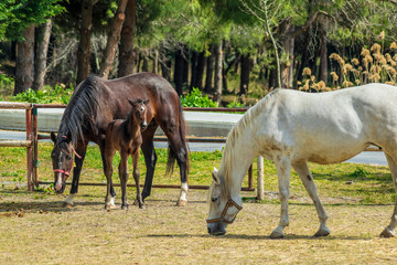 Fototapeta premium Mare with few weeks old foal on pasture close-up