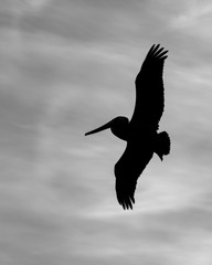 Pelican flying overhead in a silhouette.