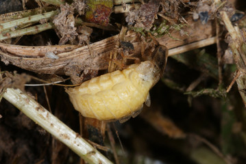 Lamprohiza splendidula Kleiner Leuchtkäfer , Weibchen DE, RLP, Kröv (Mosel) 28.06.2013