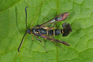 Synanthedon tipuliformis Johannisbeer-Glasflügler DE, NRW, Leverkusen 10.06.2013