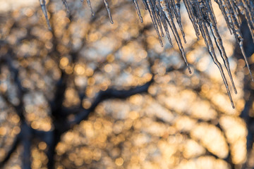 Row of roof icicles seen in the early morning with backlit tree branches in soft focus background