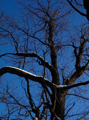 trees in the Park in winter on a clear day