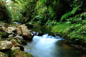 Naklejka na ściany i meble Black tropical river with large boulders and lush green vegetation